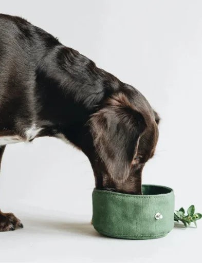 Folding Canvas Doggy Bowl